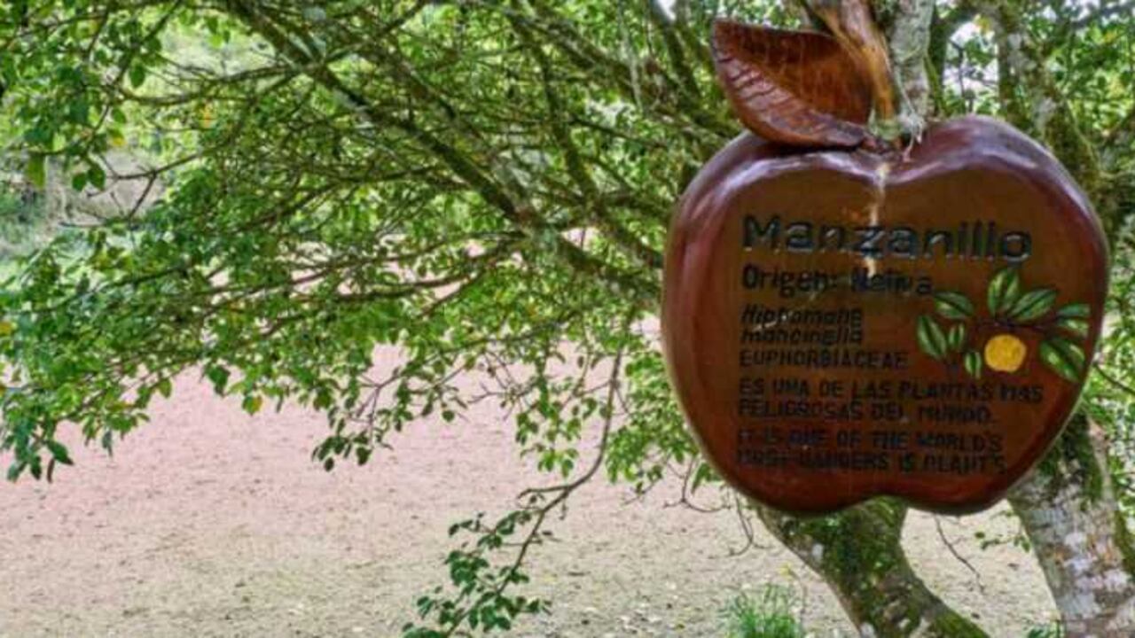 ¡Cuidado con el árbol!: No es un aviso común pero en este caso, necesario.