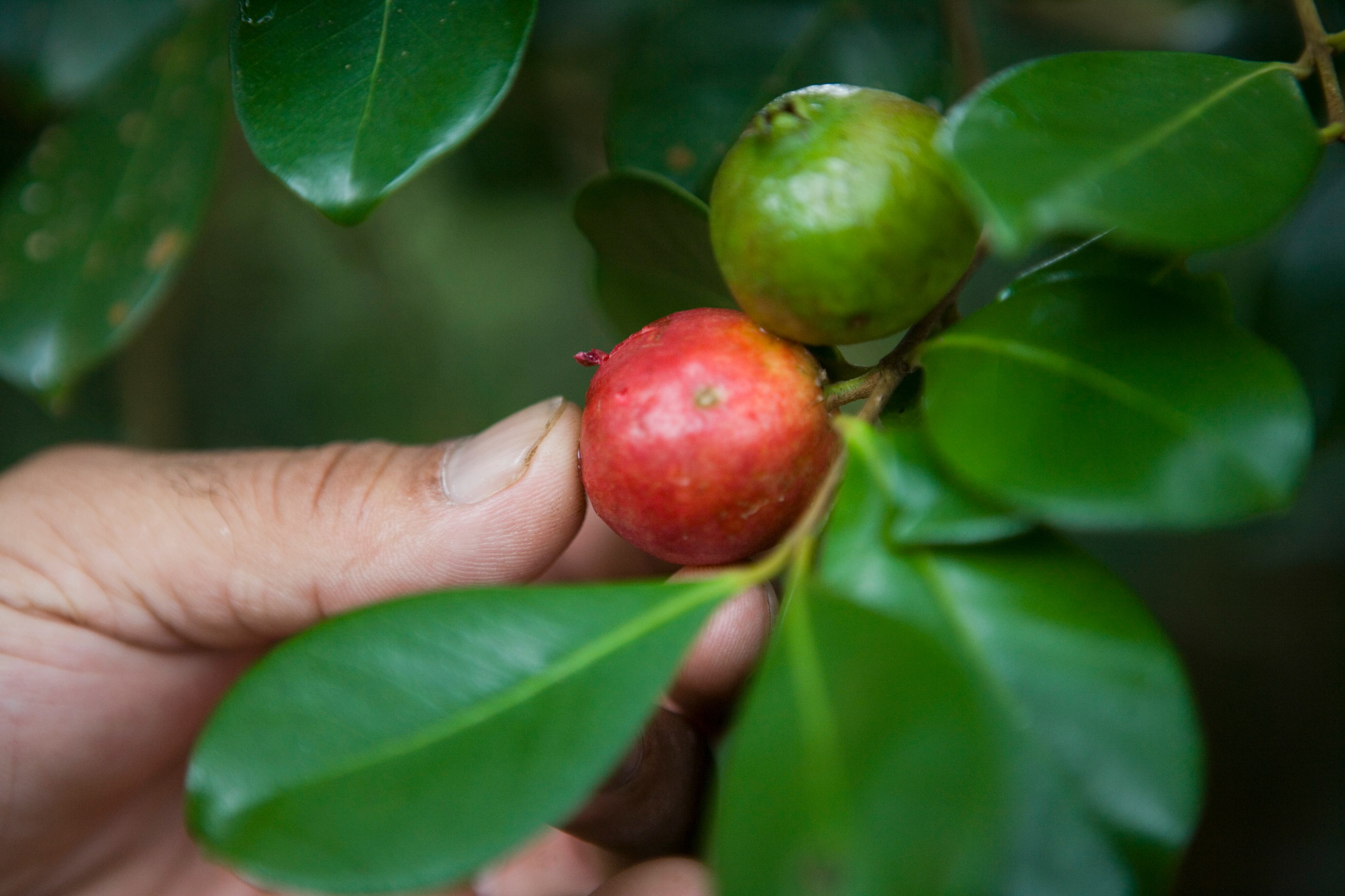 Guayaba, hojas de guayaba, frutas