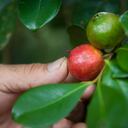 Las hojas de guayaba traen múltiples beneficios para la salud y además, ayudan a bajar de peso.