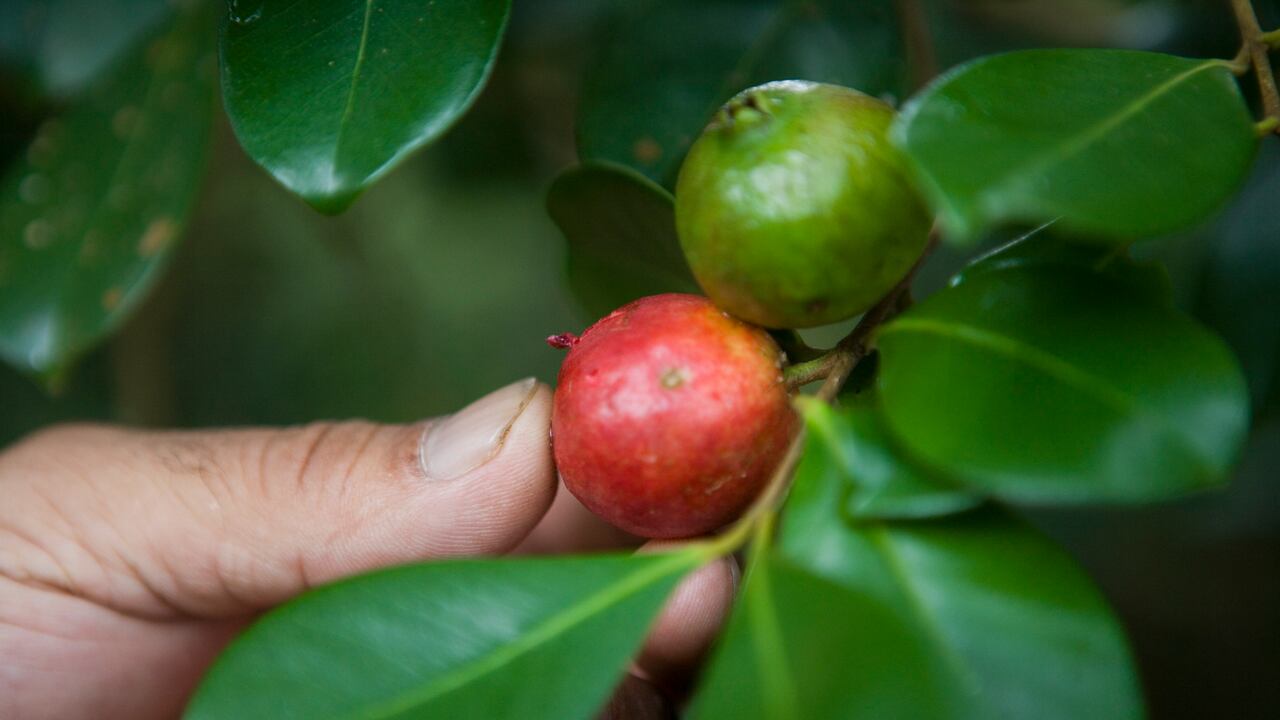 Las hojas de guayaba traen múltiples beneficios para la salud y además, ayudan a bajar de peso.