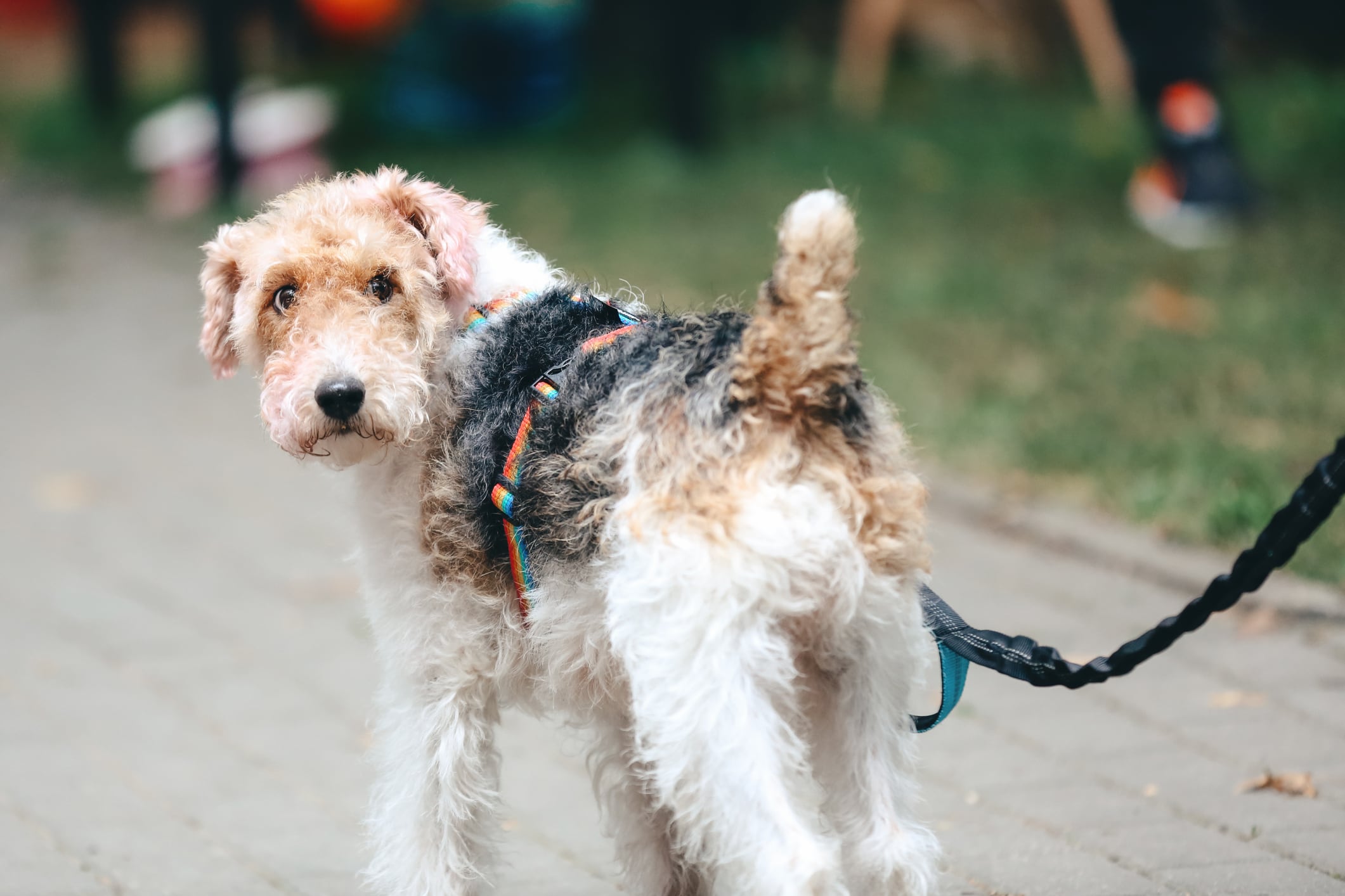 Top 10 de los perros más miedosos.
