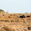 El ganado afectado por el Fenómeno del niño.