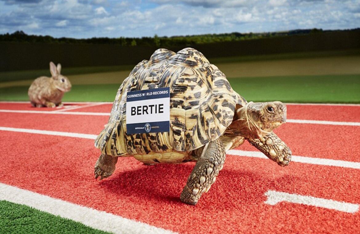Bertie, la tortuga más rápida, registró una velocidad de 0,28 m/s.