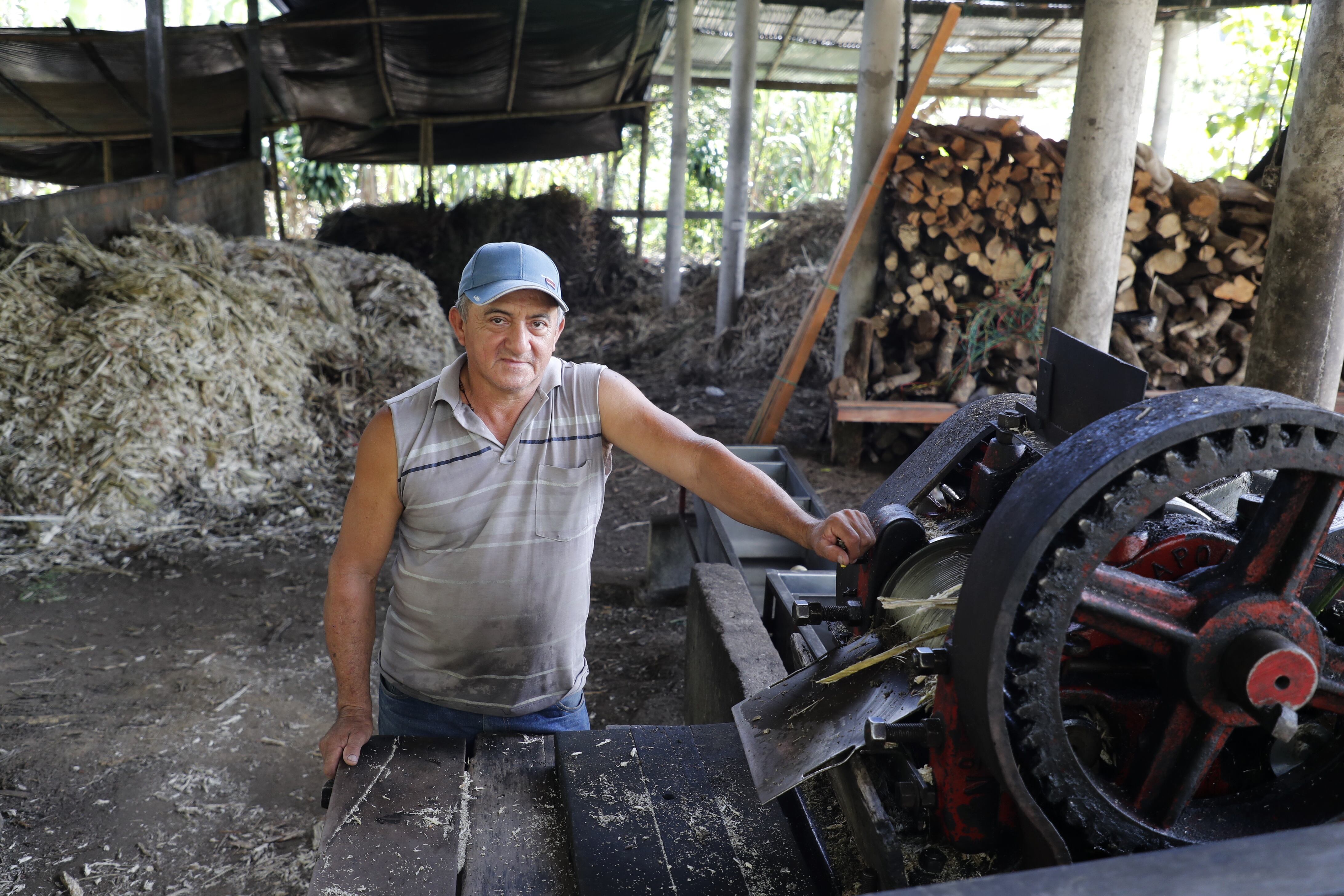 En Ricaurte hay más de 900 hectáreas sembradas de caña. El corte es diferente y eso garantiza el sabor y dulzura de la panela.