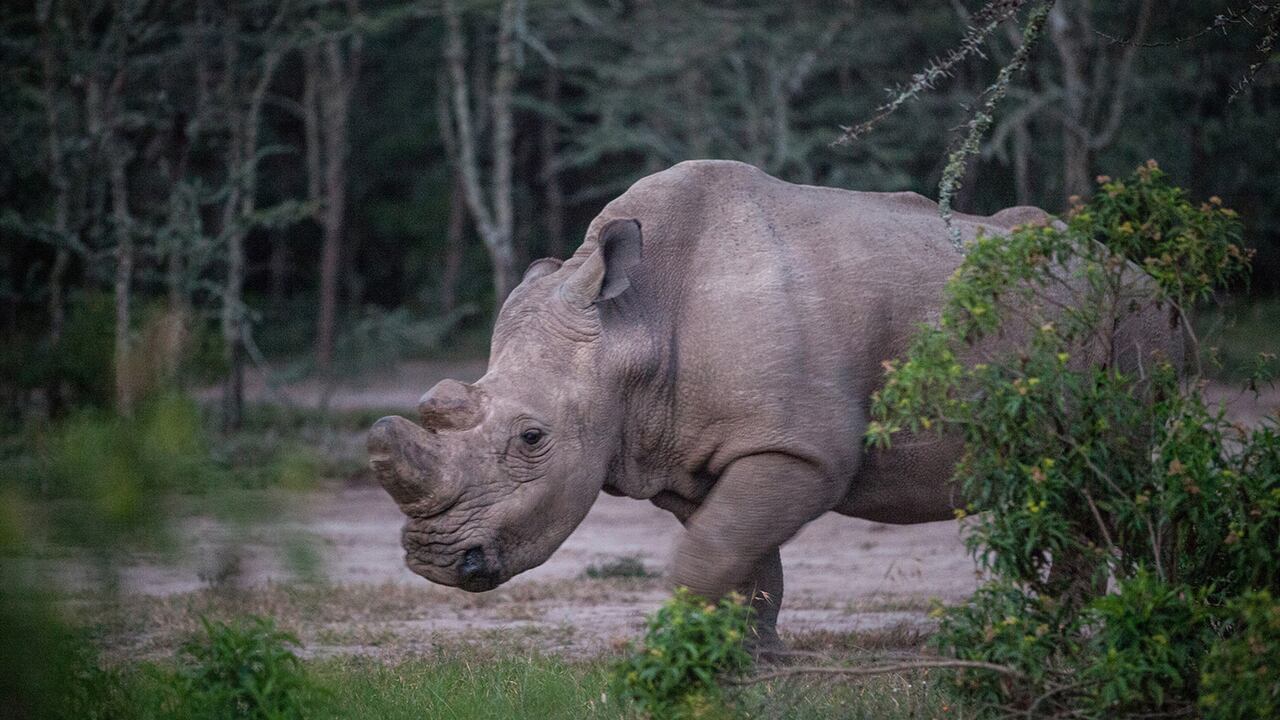 el último rinoceronte blanco del norte macho que queda en el planeta, vive solo en un recinto de 10 acres, con guardias las 24 horas.