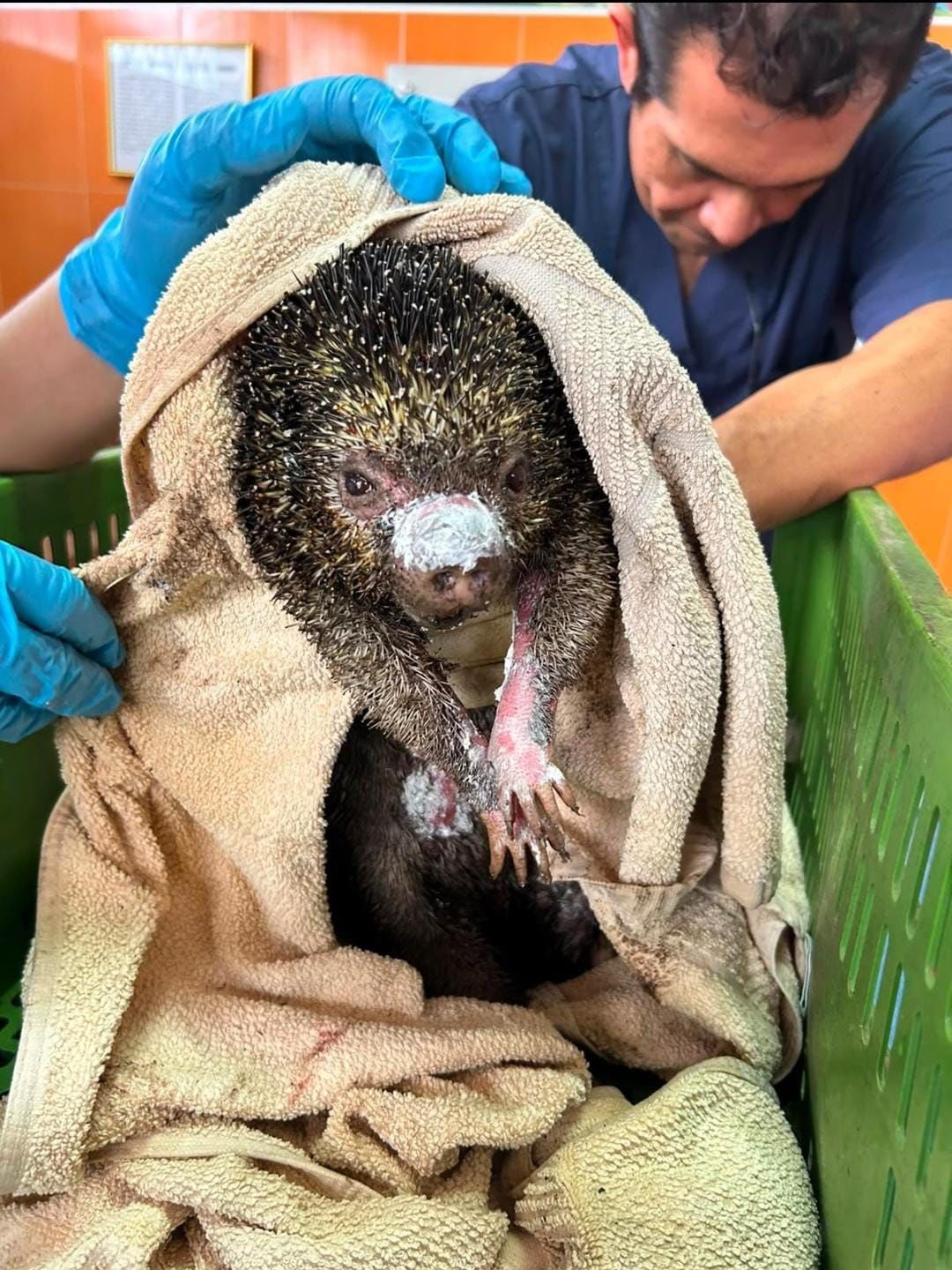 Balance del fuego en Cundinamarca: 11 animales silvestres muertos y 1.512 ha afectadas.