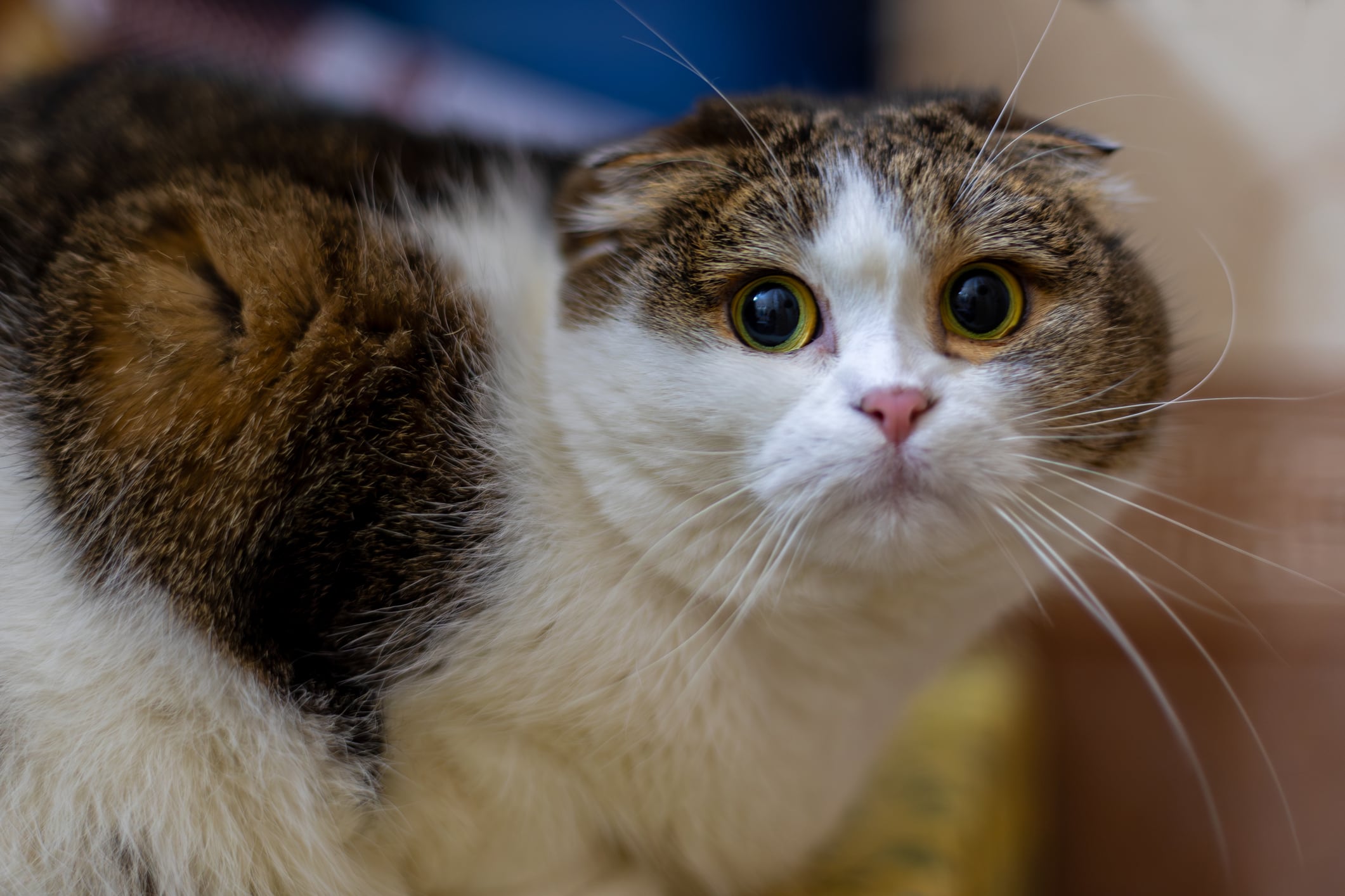 El estrés en gatos