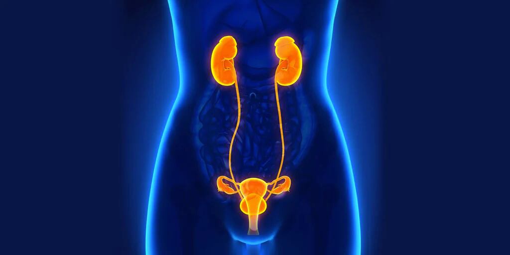 Aunque el sistema urinario sea el más pequeño, es uno de los más importantes.