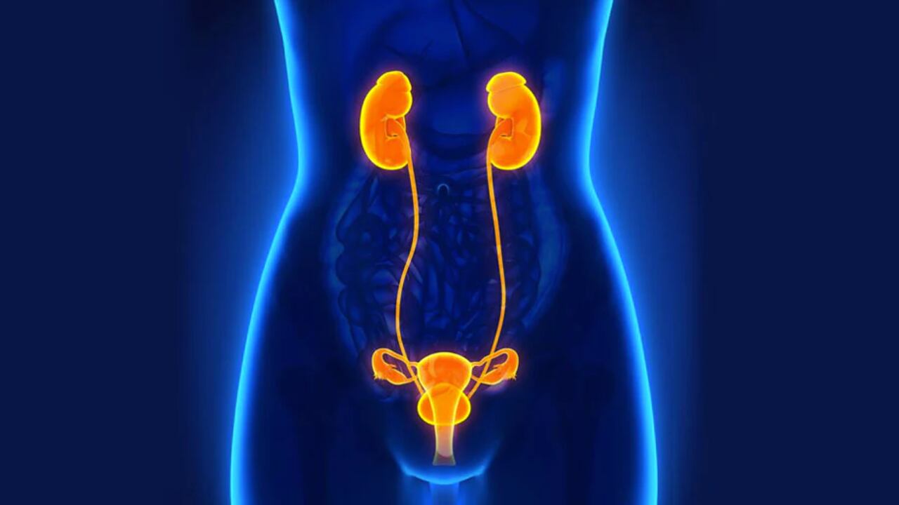 Aunque el sistema urinario sea el más pequeño, es uno de los más importantes.