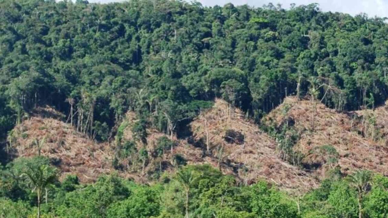 En Colombia la vegetación en la Amazonia se redujo en, por lo menos, 800.000 hectáreas. Foto: Mongabay.