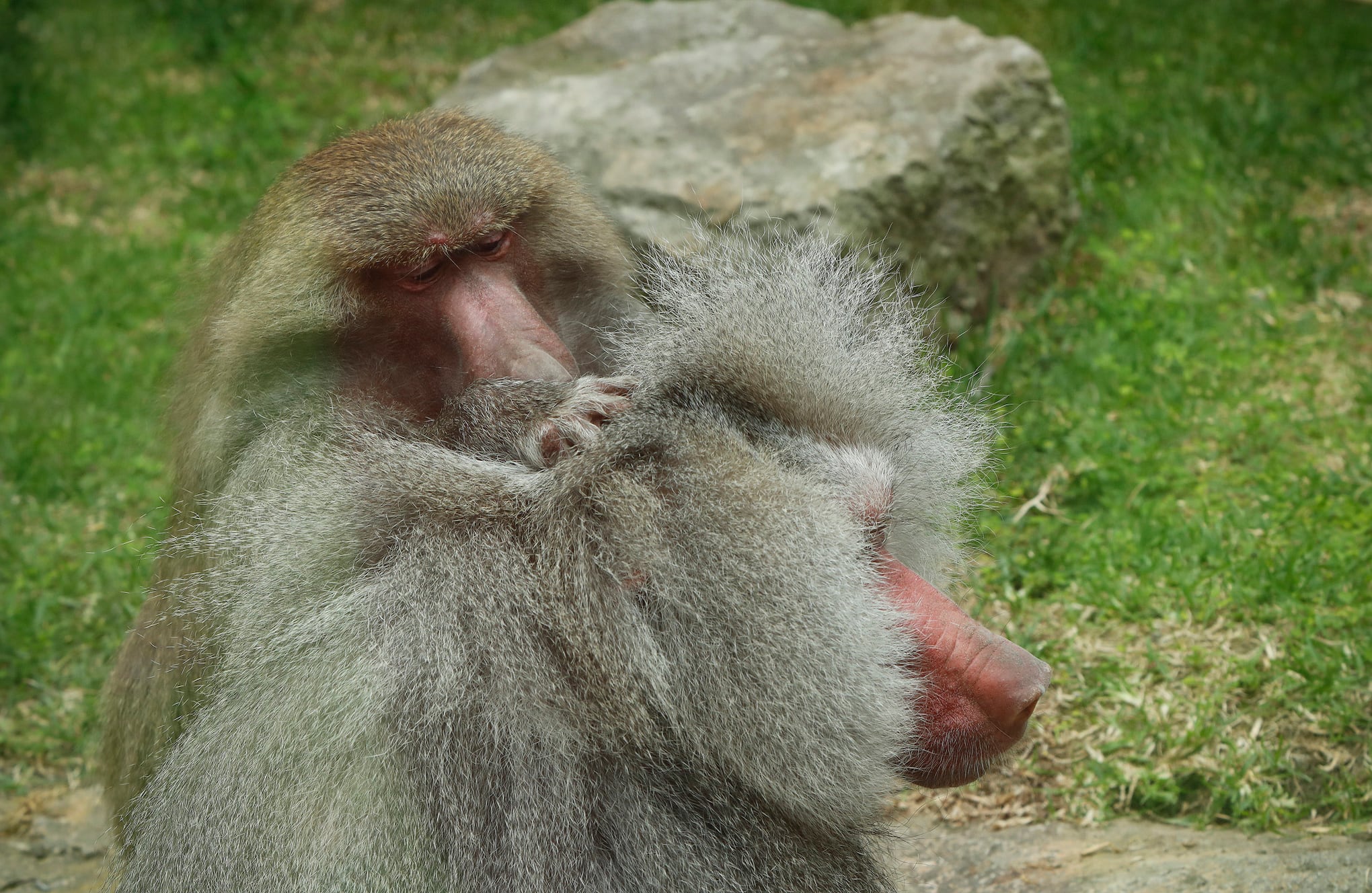 Bioparque Wakata / parque Jaime Duque