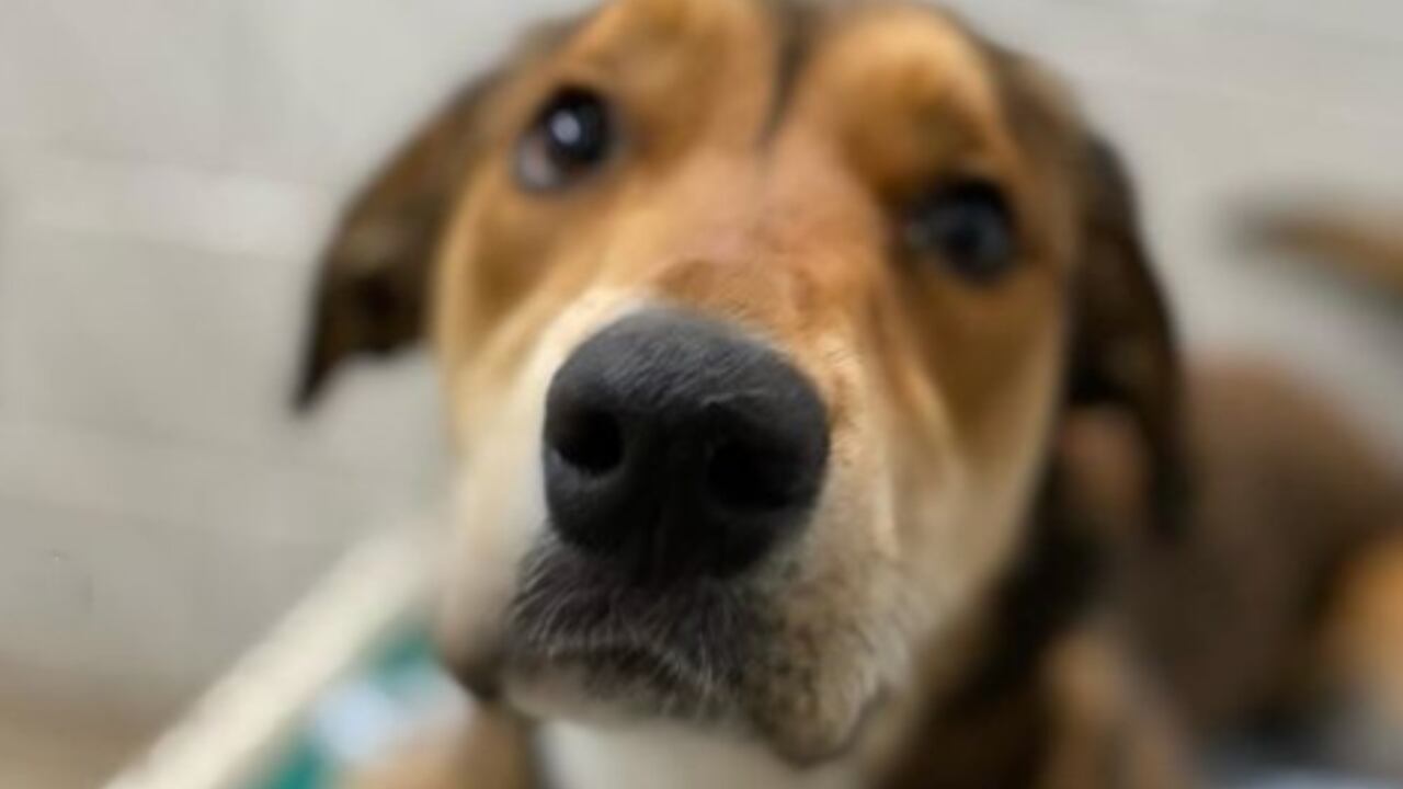 La perrita que se hizo famosa por su historia en El Paso, Texas.