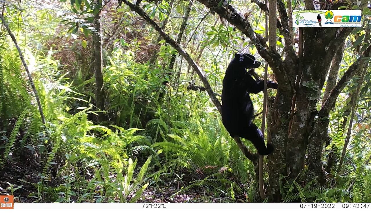 Estas zonas se han ido interconectando, permitiendo la comunicación de poblaciones de osos y su reproducción.