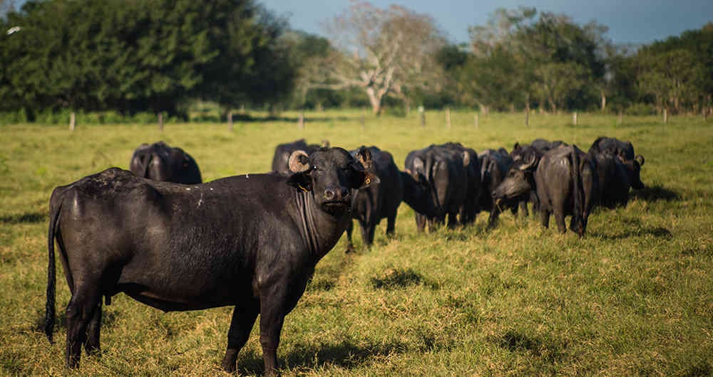 Córdoba es el departamento con más productores de leche de búfala.