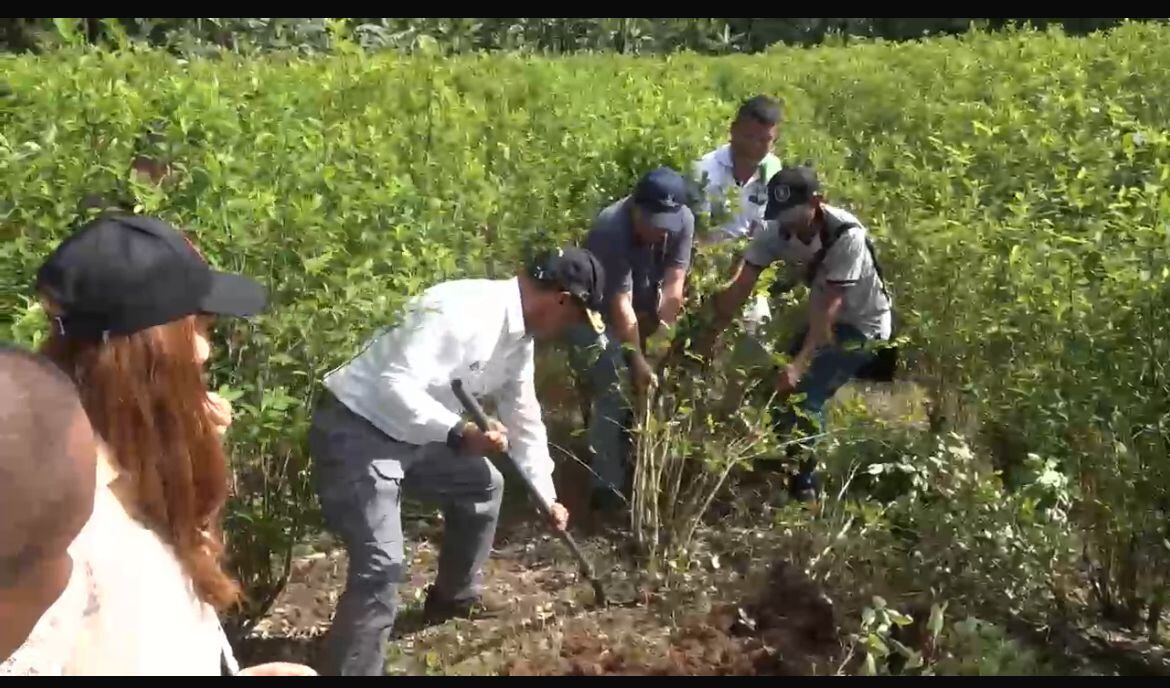 En la imagen el ministro de Defensa, Pedro Sánchez, en Putumayo donde campesinos reemplazarán hoja de coca por cultivos lícitos.