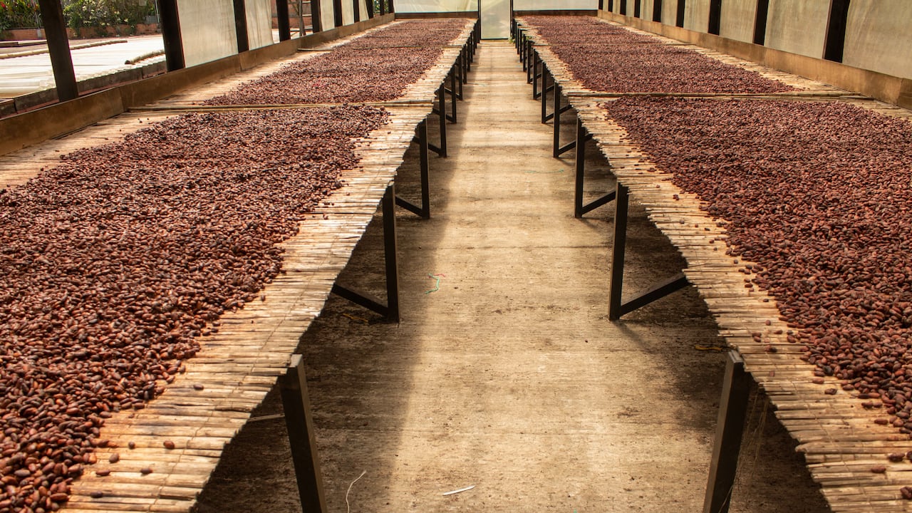 El cacao, que crece en regiones como la Sierra Nevada de Santa Marta, Santander y Arauca, vive un momento histórico.