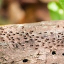El comején es uno de los insectos que más afectaciones puede ocasionar en una casa.