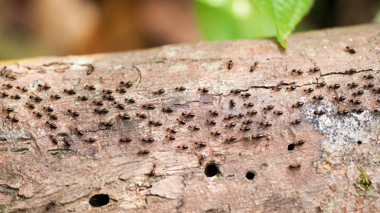El comején es uno de los insectos que más afectaciones puede ocasionar en una casa.