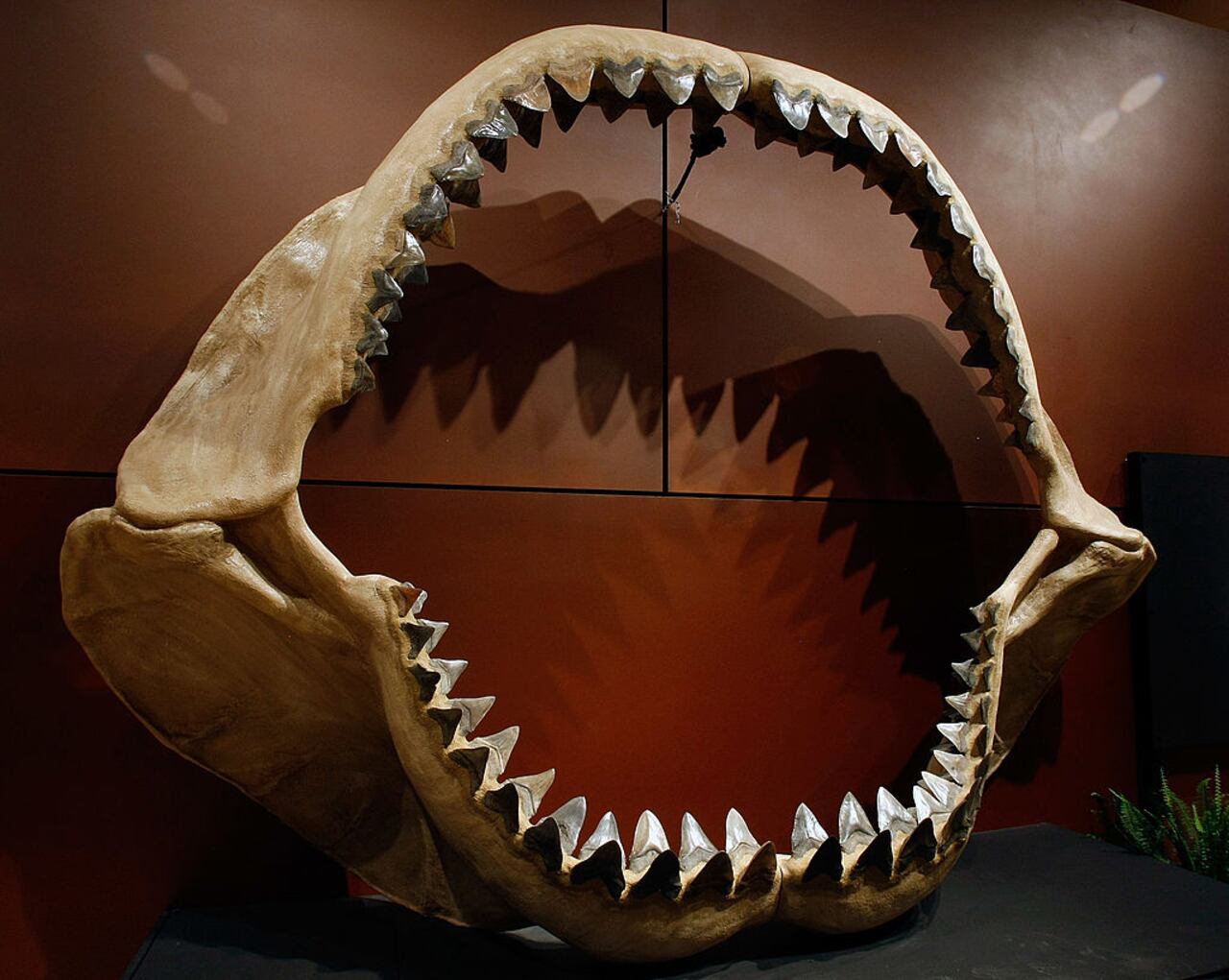 Uno de los conjuntos de mandíbulas de tiburón más grandes del mundo, compuesto por unos 180 dientes fósiles de la especie prehistórica, Carcharocles megalodon, que creció hasta alcanzar el tamaño de un autobús escolar, se exhibe en el Venetian Resort Hotel Casino el 30 de septiembre de 2009 en Las Vegas, Nevada.