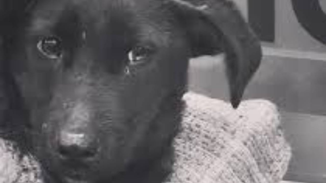 De acuerdo con los veterinarios, el hecho de que Valkyria estuviera en esa condición durante un largo periodo de tiempo al interior de la basura hizo que la infección que se generó avanzara rápidamente. Foto: cortesía Arca Luminosa.