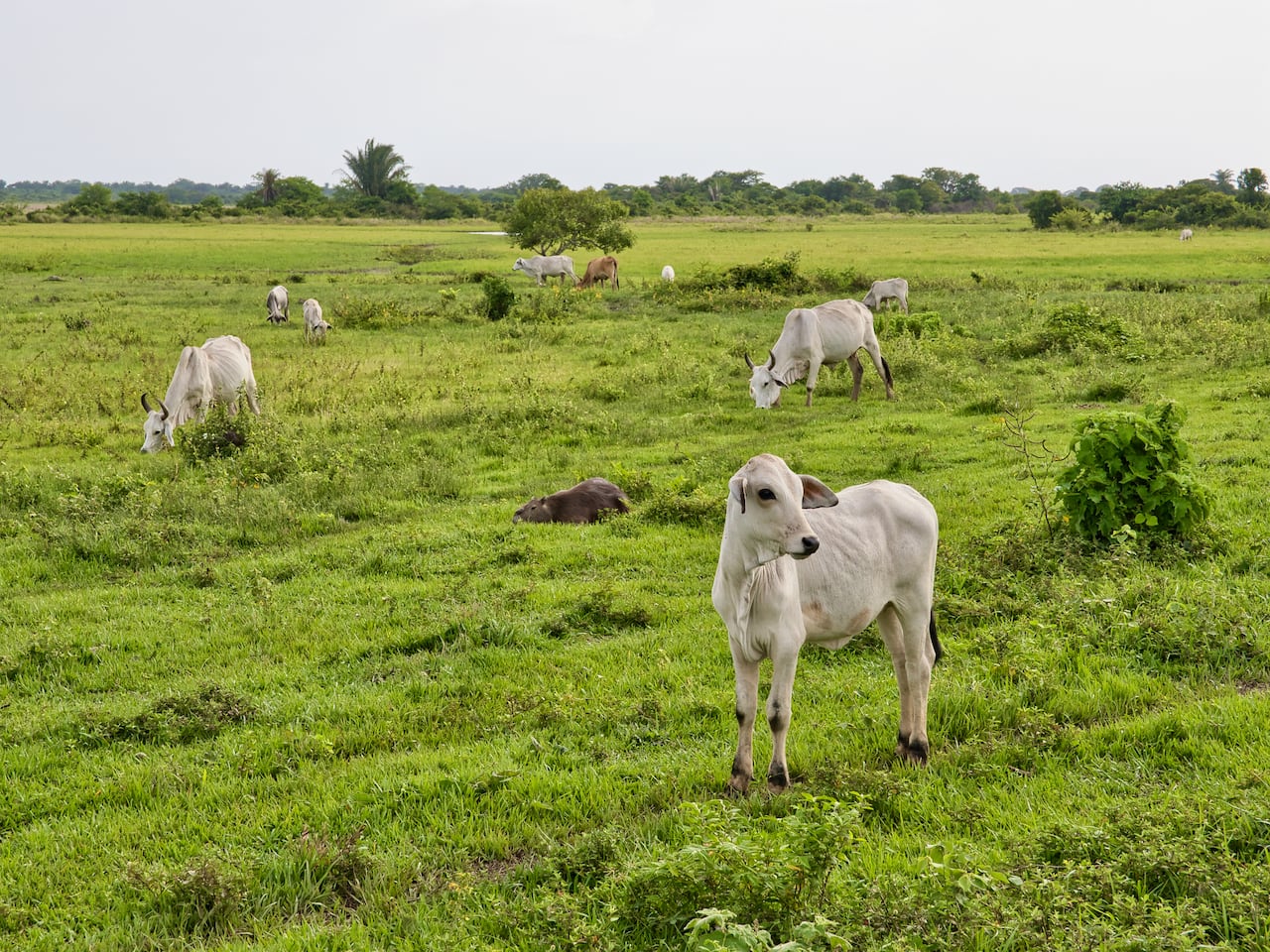Ganadería Llanor orientales