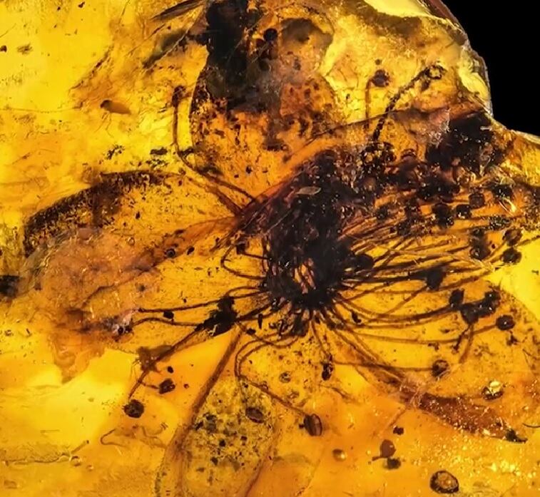 Descubren una prehistórica y enorme flor