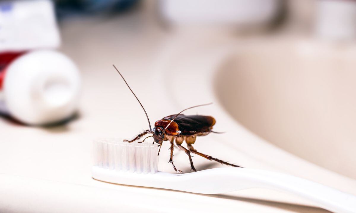 Pasta dental para las cucarachas.