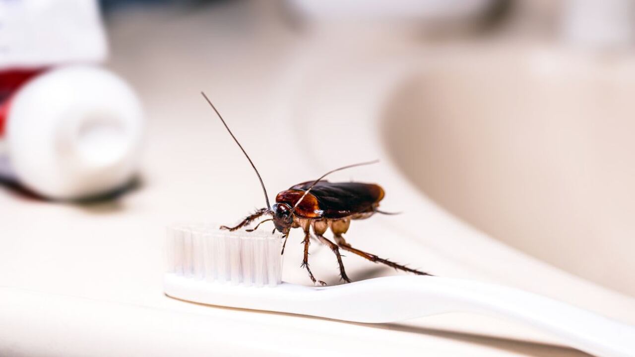 Cucarachas invadiendo el hogar.