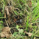 La instalación del artefacto explosivo fue atribuida a las disidencias de las Farc.