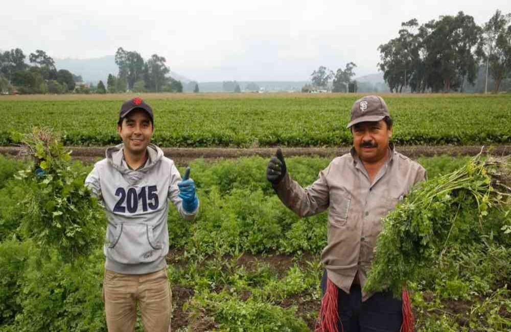 La cuarentena ha obligado al mundo a cambiar la forma de vida. Sin embargo, en un mundo paralizado, los campesinos no se detienen. Siguen cuidando los cultivos y los alimentos para que lleguen a punto a los hogares. En la imagen Óscar Montaño y Marco Montaño cultivando cilantro en Facatativá. Foto: Guillermo Torres/ SEMANA