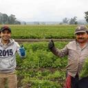 La cuarentena ha obligado al mundo a cambiar la forma de vida. Sin embargo, en un mundo paralizado, los campesinos no se detienen. Siguen cuidando los cultivos y los alimentos para que lleguen a punto a los hogares. En la imagen Óscar Montaño y Marco Montaño cultivando cilantro en Facatativá. Foto: Guillermo Torres/ SEMANA