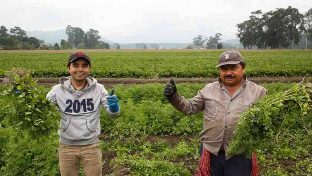 En la imagen Óscar Montaño y Marco Montaño cultivando cilantro en Facatativá. Foto: Guillermo Torres/ SEMANA