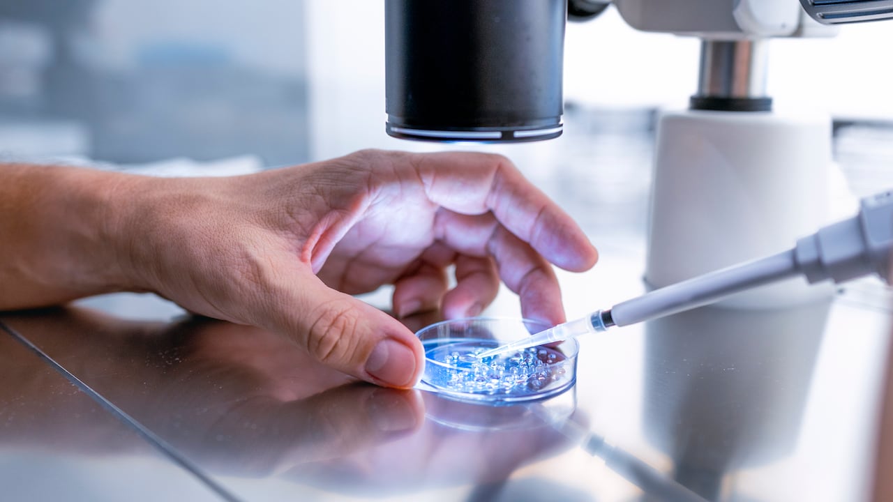 El cromosoma Y ha sido objeto de debate durante décadas, entre su historia evolutiva profunda y sus posibles efectos en la salud actual.