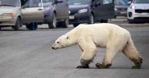 La osa deambula por las calles de una ciudad rusa en busca de comida. Foto: AFP.