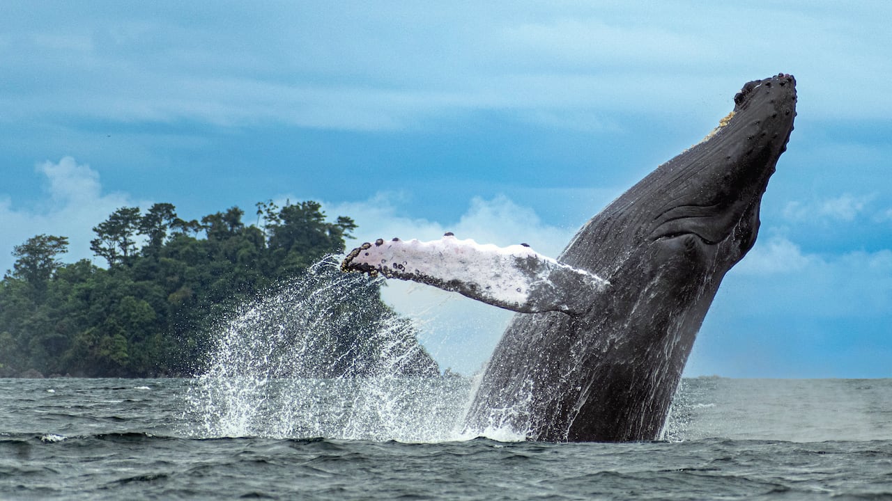 La magia se intensifica aún más cuando una ballena empieza a navegar a tu ritmo. Ahí nace una conexión que no se puede romper.
