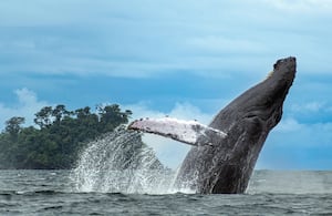 La magia se intensifica aún más cuando una ballena empieza a navegar a tu ritmo. Ahí nace una conexión que no se puede romper.