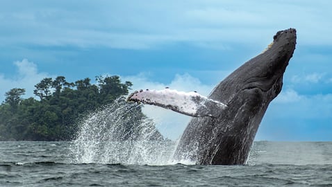 La magia se intensifica aún más cuando una ballena empieza a navegar a tu ritmo. Ahí nace una conexión que no se puede romper.