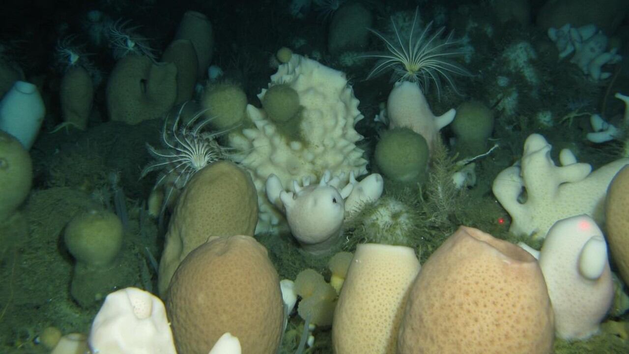El Mar de Weddell oriental alberga esta densa población de esponjas de cristal, cuyas estructuras de sílice puro pueden acumular milenios de historia.