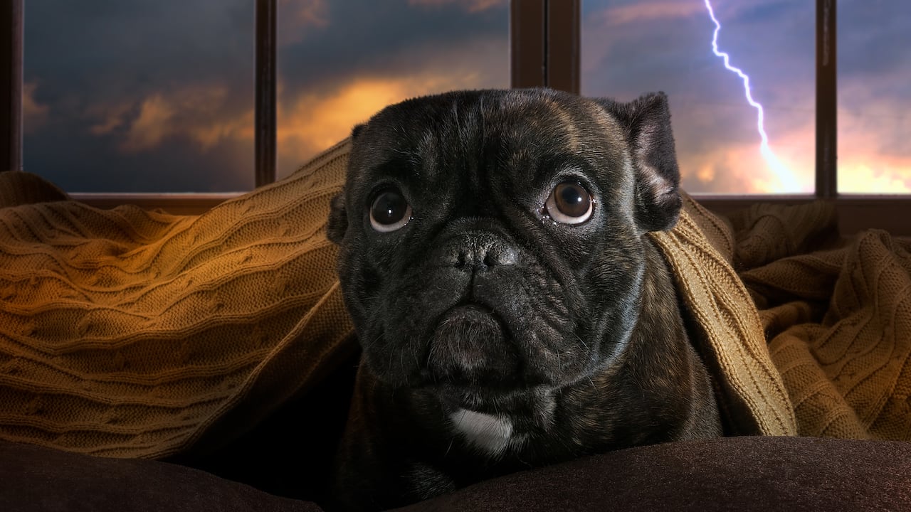 Los perros generalmente le tienen miedo a los truenos, pero hay formas para ayudar a tranquilizarlos.
