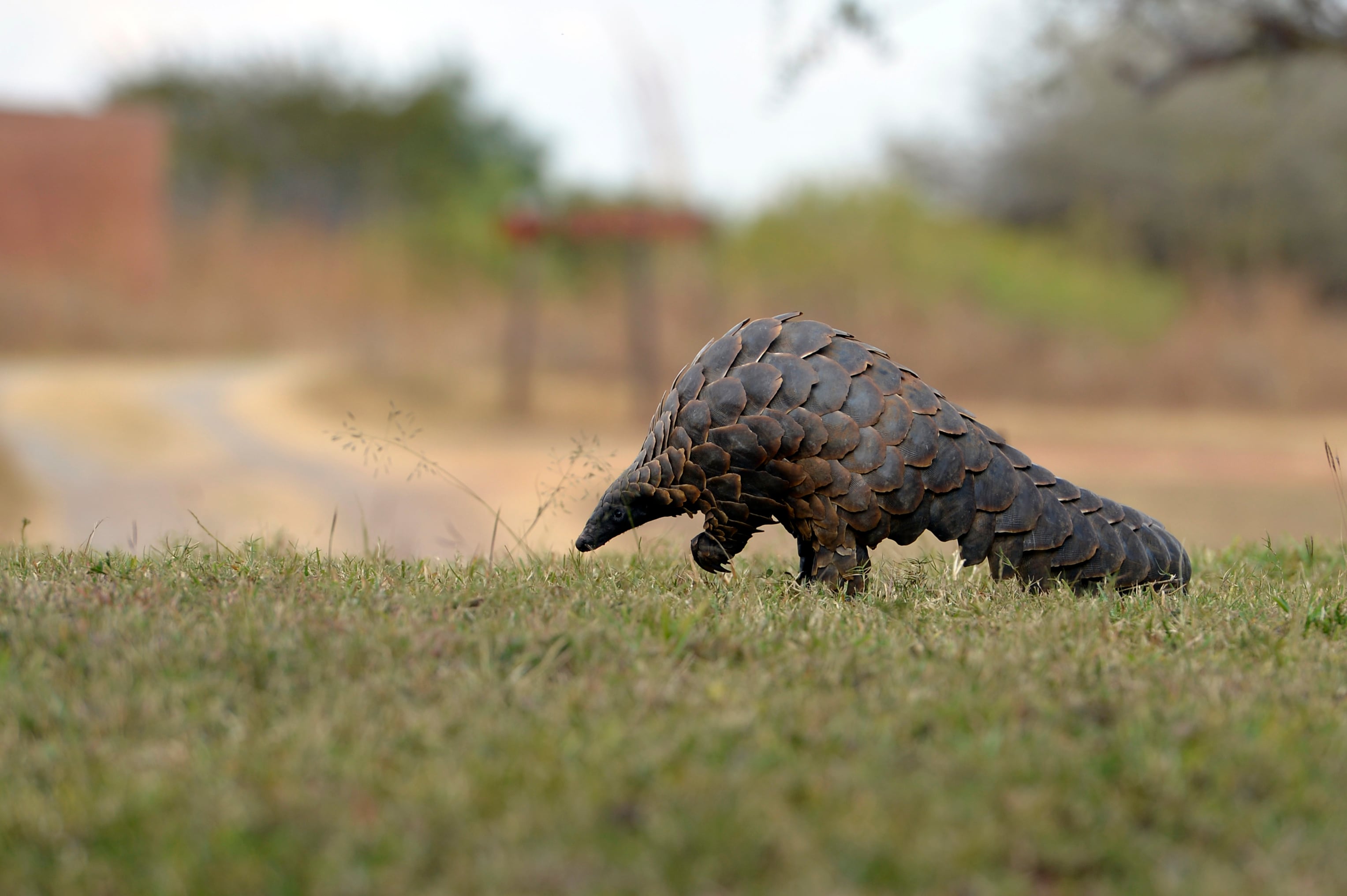 Pangolin