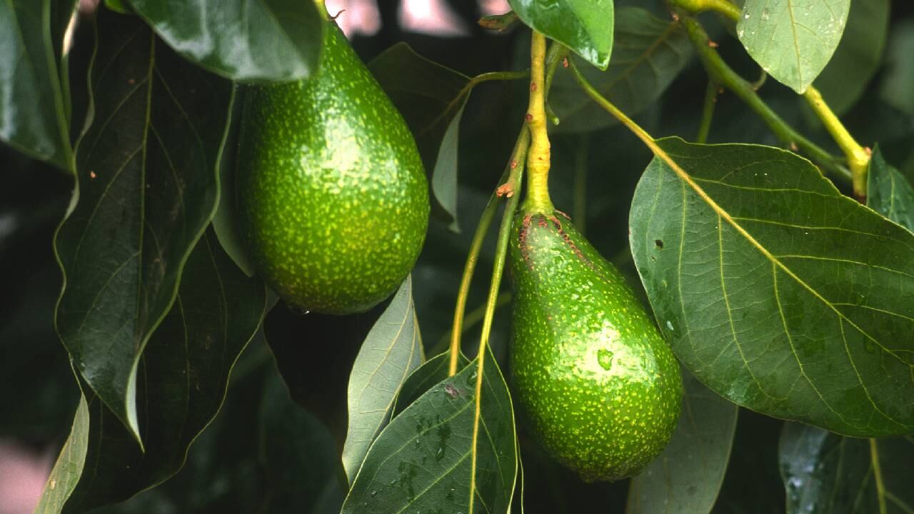 Agricultores australianos y sus cosechas de aguacate