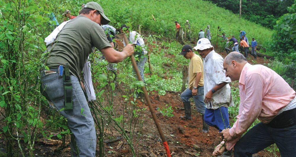 Existe evidencia de que el anuncio de crear un programa de sustitución voluntaria de cultivos ilícitos durante las negociaciones con las Farc aumentó la siembra de coca. 