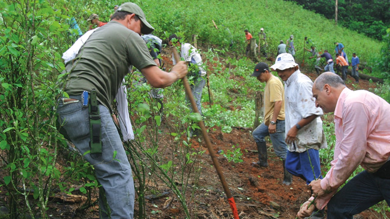 Existe evidencia de que el anuncio de crear un programa de sustitución voluntaria de cultivos ilícitos durante las negociaciones con las Farc aumentó la siembra de coca.