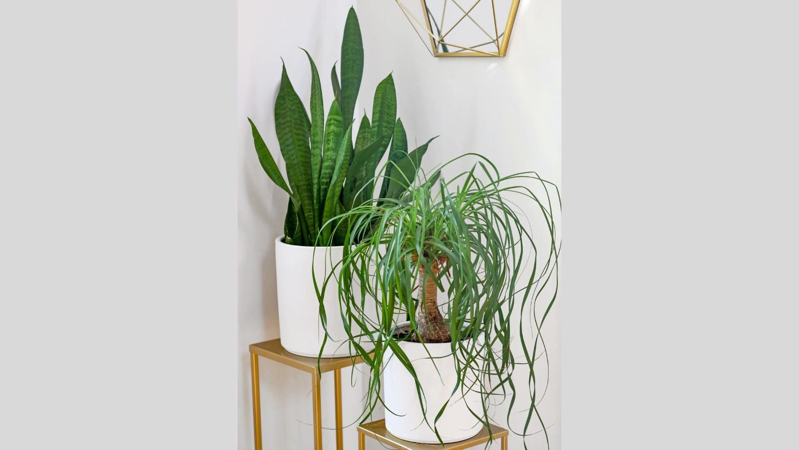 La pata de elefante es una de las plantas que atraen la buena suerte a las casas