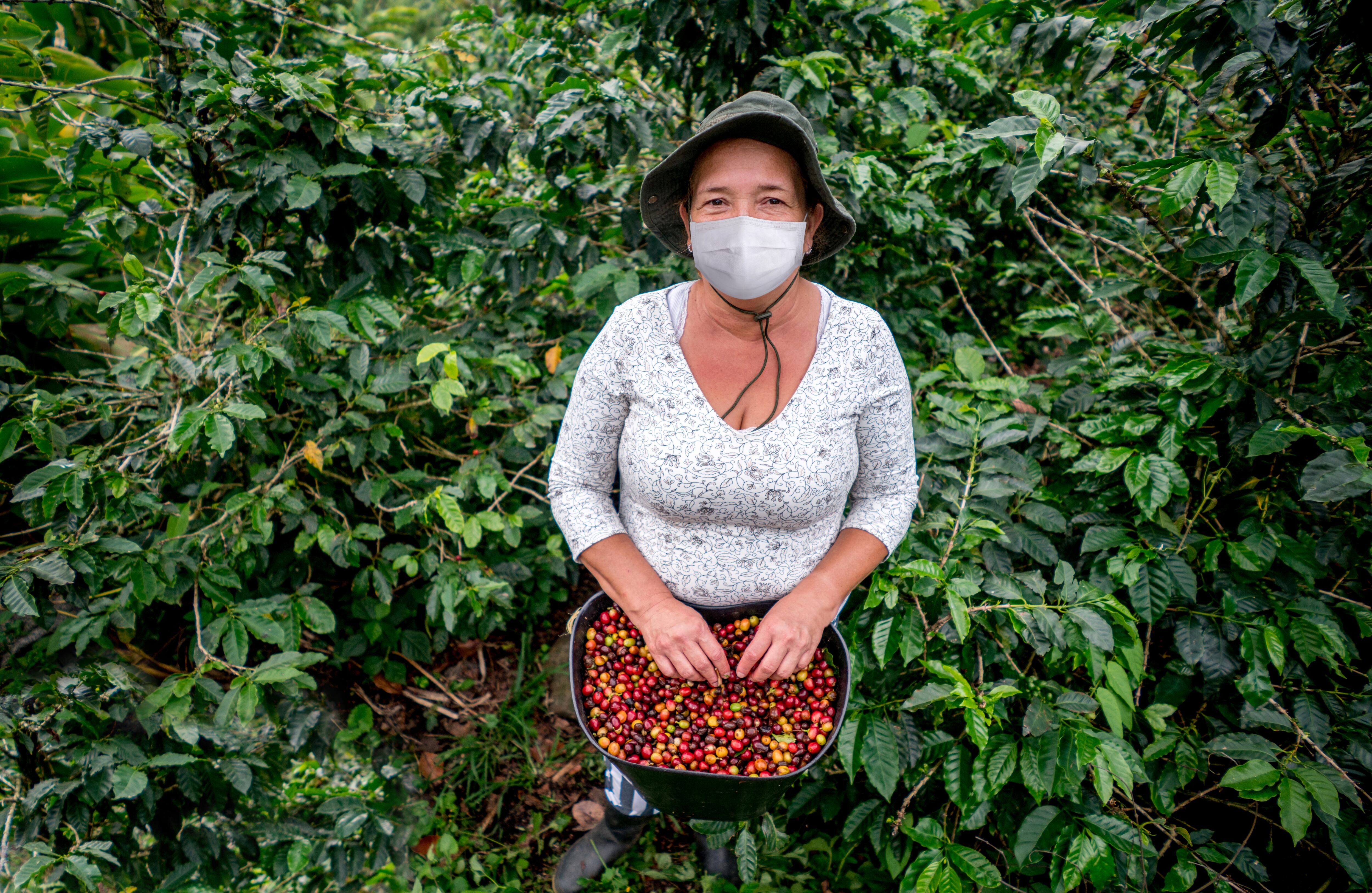 Los grandes desafíos del sector, a corto y mediano plazo, están centrados en la aplicación de vacunas contra el covid-19 y la próxima reforma tributaria. Para marzo de este año, hubo reportes de contagios en al menos 12 por ciento de las veredas cafeteras.