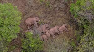 Foto aérea tomada el 7 de junio de 2021 muestra elefantes asiáticos salvajes en el distrito Jinning de Kunming, provincia de Yunnan, suroeste de China. Una manada de elefantes asiáticos salvajes ha hecho una parada temporal a lo largo de su migración en las afueras de la ciudad de Kunming, en el suroeste de China, dijeron las autoridades el lunes. De los 15 elefantes, un macho se ha liberado de la manada y actualmente se encuentra a unos 4 km al noreste del grupo, según el comando en el lugar que rastrea a los elefantes. Los elefantes asiáticos están bajo protección estatal de nivel A en China, donde se encuentran principalmente en Yunnan. Gracias a los esfuerzos de protección mejorados, la población de elefantes salvajes en la provincia ha aumentado a unos 300, frente a los 193 en la década de 1980. Foto: Xinhua a través de Getty Images