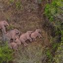 Foto aérea tomada el 7 de junio de 2021 muestra elefantes asiáticos salvajes en el distrito Jinning de Kunming, provincia de Yunnan, suroeste de China. Una manada de elefantes asiáticos salvajes ha hecho una parada temporal a lo largo de su migración en las afueras de la ciudad de Kunming, en el suroeste de China, dijeron las autoridades el lunes. De los 15 elefantes, un macho se ha liberado de la manada y actualmente se encuentra a unos 4 km al noreste del grupo, según el comando en el lugar que rastrea a los elefantes. Los elefantes asiáticos están bajo protección estatal de nivel A en China, donde se encuentran principalmente en Yunnan. Gracias a los esfuerzos de protección mejorados, la población de elefantes salvajes en la provincia ha aumentado a unos 300, frente a los 193 en la década de 1980. Foto: Xinhua a través de Getty Images