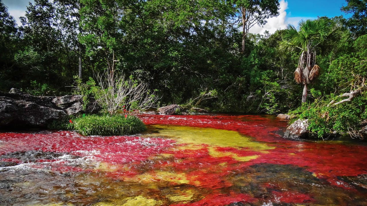 La COP16 en Colombia puede ser también clave para consolidar compromisos, compartir mejores prácticas y establecer metas que se revisen en la COP30 en Belém, Brasil.
