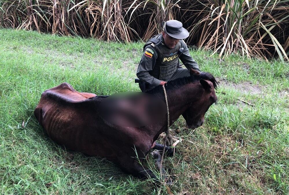 El equino responde al nombre de Muñeco.