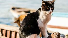 El estudio que podría cambiar el futuro de los gatos tiene como base la alimentación